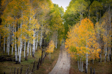 Fototapeta premium Gorgeous country road with bright autumn foliage of aspen and birch trees in Southern Utah, USA.