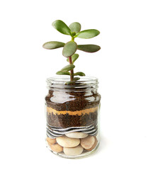 Jade plant succulent seedlings in glass jars. Succulent houseplant, crassula ovata, commonly known...