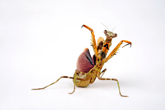 Tansania-Gottesanbeterin (Parasphendale agrionina) - budwing mantis