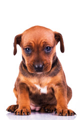 Obraz premium Adorable miniature pinscher puppy