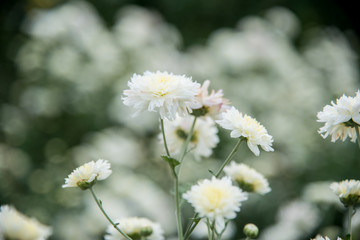 White chrysanthemum in the garden 