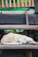 Orange cat sleep on the wooden stairs