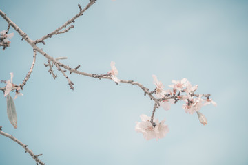 Hello, spring. Abstract dreamy image of spring. Blurred white cherry blossoms tree on blue sky background. Selective focus. Vintage trendy toned.