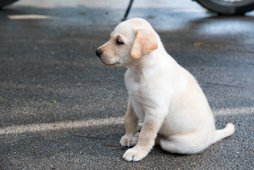 Labrador Retriever cute puppy outdoor
