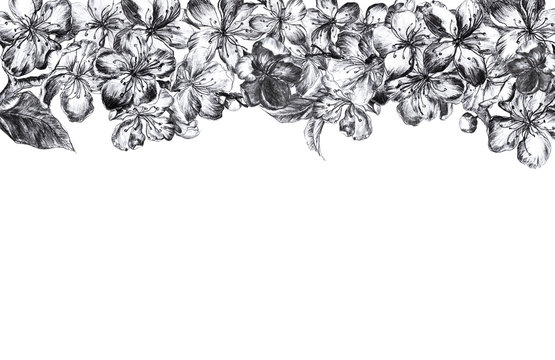 Hand drawn charcoal pencil edging gray and black flowers of the pulm blossoms and leaves, petals and buds in vintage style on a white background. Horizontal illustration