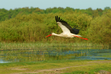 White stork in the flight, Ciconia ciconia