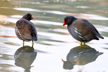 two moorhens (Gallinula chloropus) with their paws in the water look at each other
