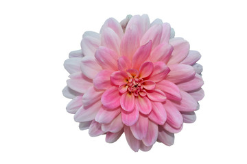 Dahlia. The modern name Asteraceae refers to the appearance of a star with surrounding rays