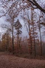 Landschaft im Herbst