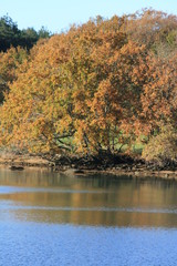 Couleurs d'automne près de l'étang de Berringue, ria d'Etel, commune de Plouhinec (Bretagne, Morbihan)