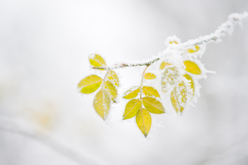Ast mit gefrorenen gelben Blättern