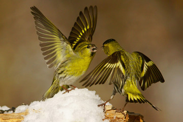 Eurasian Siskin, Spinus spinus