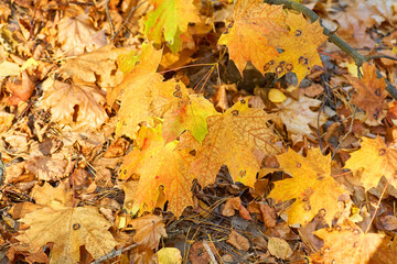Background from yellow autumn maple leaves. Nature Background.
