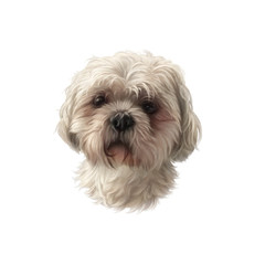 Portrait of Maltepoo Dog isolated on white background. Toy or Miniature Poodle. Cute puppy. Realistic hand drawn pet illustration. Animal art collection: Dogs. Good for print T-shirt, pillow, card