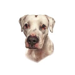 Obraz premium Mastiff, Dogo Argentino isolated on a white background. Cute head of white dog. Drawing in realistic style. Graphic portrait dog, hand drawing illustration. Animal collection Dogs. Design template