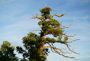 An old weathered oak tree in the evening sun.