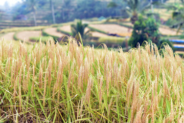 Jatiluwih, Bali Island, Indonesia. Rice Growing in Field. Terraced Rice Fields in the background