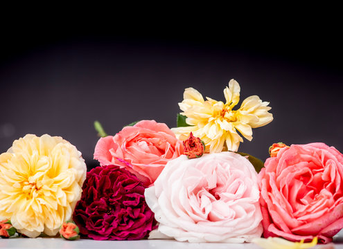 Garden roses  -  gloral border on dark background