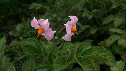 flowers Solanum tuberosum