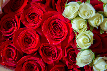 white and red natural roses background . white and red rose background. Natural horizontal pattern. Flower wall. Close-up of huge white and red roses