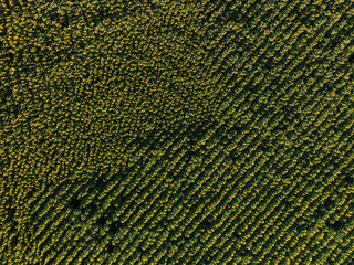 huge field of blooming sunflowers