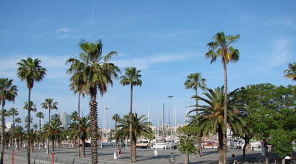 Fototapeta na wymiar A panorama of the embankment street of a southern city along high palm trees on a blue sky background.