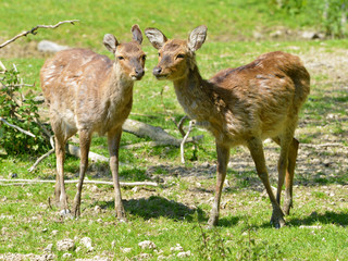 Naklejka na ściany i meble Two females of Vietnamese sika deer (Cervus nippon pseudaxis) standing on grass