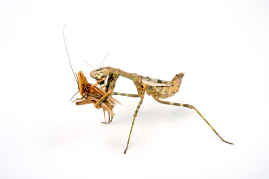 Tansania-Gottesanbeterin (Parasphendale agrionina) - budwing mantis
