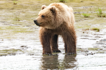 Obraz premium Alaska Brown Bear (Ursus arctos) in grassland in Lake Clark NP, Alaska