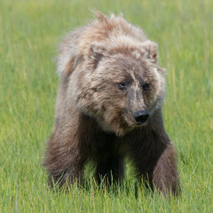 Fototapeta premium Alaska Brown Bear (Ursus arctos) in grassland in Lake Clark NP, Alaska