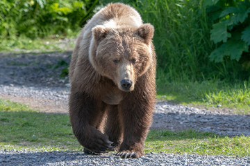 Naklejka na ściany i meble Alaska Brown Bear (Ursus arctos) in grassland in Lake Clark NP, Alaska