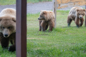Alaska Brown Bear cubs (Ursus arctos) in grassland in Lake Clark NP, Alaska