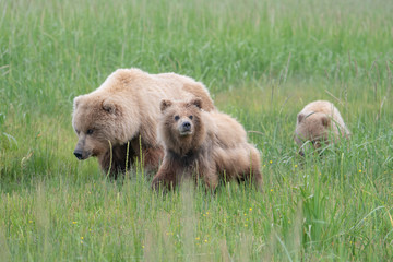 Alaska Brown Bearwith cubs (Ursus arctos) in grassland in Lake Clark NP, Alaska
