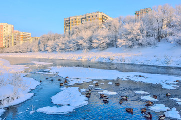 Beautiful winter urban landscape with wild ducks in the river