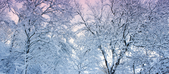 Winter landscape with snow covered trees and pink sky.