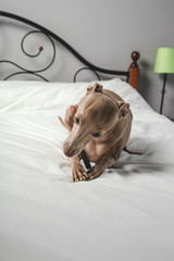 dog playing in bed