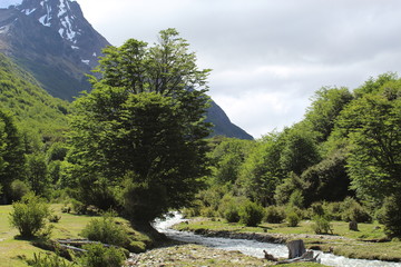 Trees  and  river