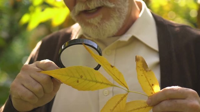 Old curious man looking on leaf through magnifying glass, scientific project