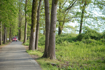 The machine path in the forest . country side space empty car road path way . empty lonely asphalt car road between trees in forest outdoor nature environment in fresh weather time with green colors