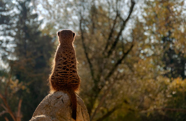 Funny meerkat standing on a stone and looking around