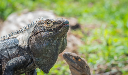 Fototapeta premium Large Black Iguana (Ctenosaura similis) sunning himself on a tree trunk. 