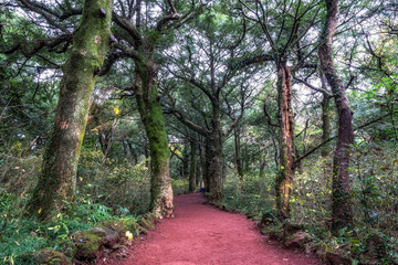 Bijarim forest trail