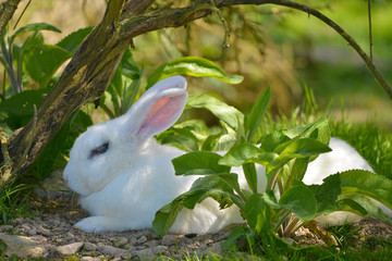 White rabbit (Oryctolagus cuniculus) lying on the ground among the leaves