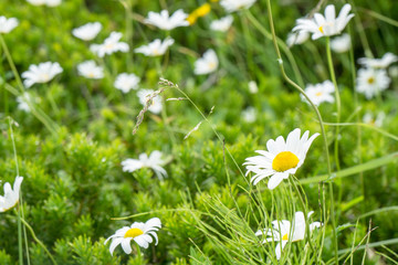 Beatiful field of white daisies and green grass close-up