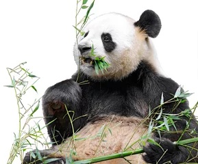 Papier Peint photo Panda Panda géant (Ailuropoda melanoleuca) vue de face et manger du bambou isolé sur fond blanc