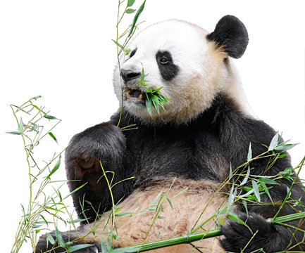 Fototapeta Giant panda (Ailuropoda melanoleuca) view from front and eating bamboo isolated on white background