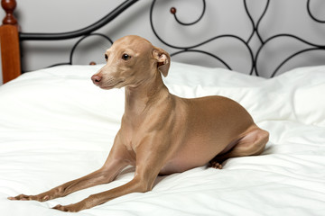 dog playing in bed