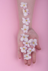 Flowers of violet saintpaulia hand and palm of a young girl. Ski