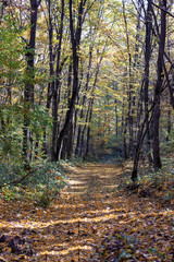 Autumn in mountain forest illuminate sun day.