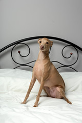 dog playing in bed